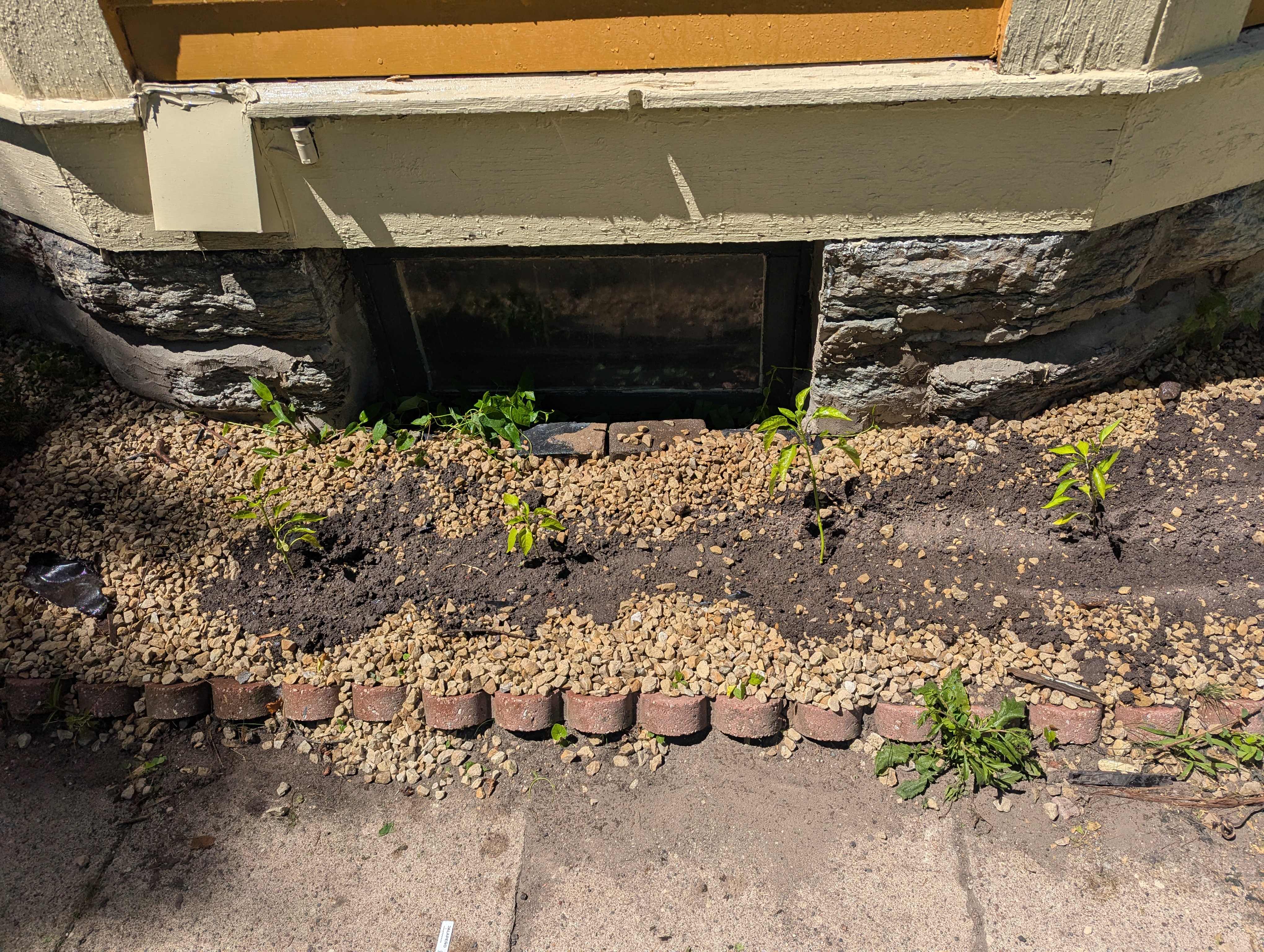 4 seedlings in soil